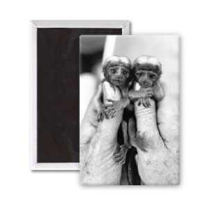 Twin cotton topped Tamarin monkeys   3x2 inch Fridge Magnet   large 