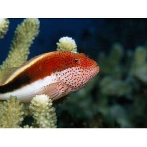  A Blackside Hawkfish Stays Close to a Branching Coral 