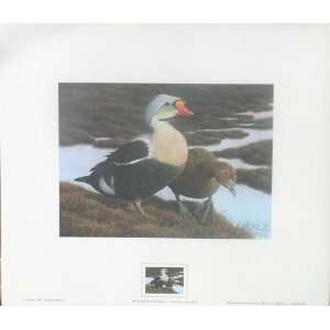  1991 92 Federal Duck Stamp Print King Eiders By Howe 
