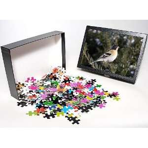   Jigsaw Puzzle of Brambling from Ardea Wildlife Pets Toys & Games