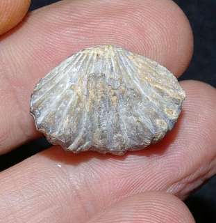 Costirhynchopsis vidlicis     Triassic Brachiopods  