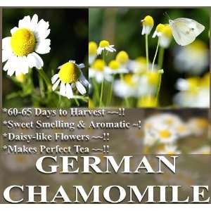  2,000 GERMAN FRAGRANT CHAMOMILE FLOWER HERB SEEDS CAMOMILE 