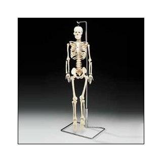 Flexible Mr. Thrifty Skeleton With Spinal Nerves by Anatomical Chart 