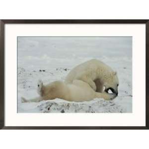  A pair of polar bears, Ursus maritimus, frolic in a snowy 