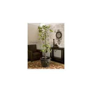 Jordan Valley, Fig Tree by Uttermost   Plump Figs From Light Green 