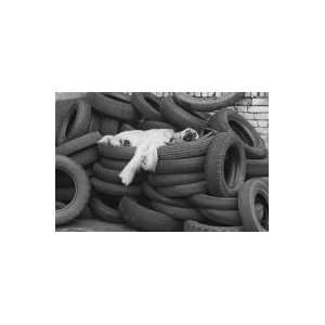   Pile of Tires, 1972   Artist Retro  Poster Size 11 X 17 Home