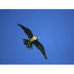 Peregrine Falcon, Falco Peregrinus Immature Female in Flight Scotland 