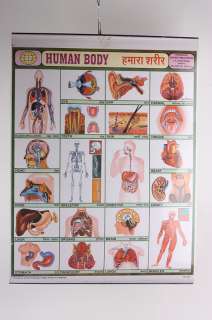 Human Body Biology School poster Medical Science old  