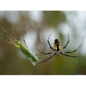  Black And Yellow Argiope at Spring Creek Prairie Captured 