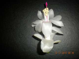 Christmas cactus, POLAR DANCER, Schlumbergera, cuttingso)  