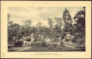 indonesia, JAVA TJIBODAS, Garden, Grasbomen (1911)  