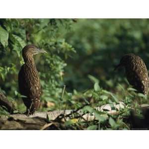  Juvenile Herons Perched on a Fallen Log in a Marshy Area 