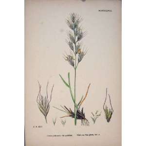  Avena Pratensis Glabrous Oat Grass Colour Print C187