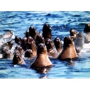  Seals Swim in Alaskan Oil Slick Following the Exxon Valdez 