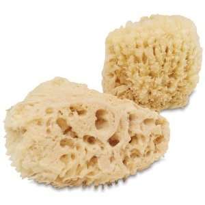  Natural Sea Sponges   Natural Sea Sponge, 4#150;5 Office 