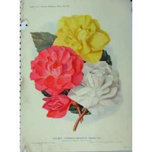  1911 Double Tuberous Rooted Begonias Flowers Old Print 