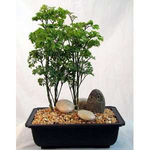Ming Bonsai Tree with Small Riverstone Grocery & Gourmet Food