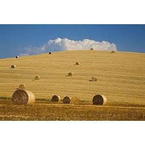  Italy, Tuscany, Bales of Straw on Corn Fields   Peel and 