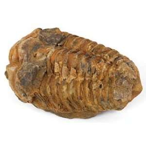 Trilobite Fossil Reproduction