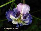 Perennial * Bush Clematis Seeds * Beautiful Blooms