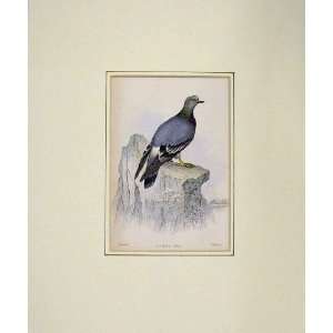    1835 Hand Coloured Print Bird Columba Livia Nature