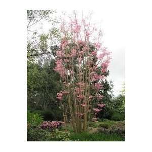  CHINESE MAHOGANY Toona sinensis 3 seeds Patio, Lawn 