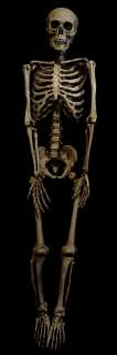 Life Size Bargain Basement Barney Skeleton 5 tall  