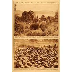   Rams Sheep Farming Wool Trees   Original Rotogravure