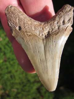 16 ANGUSTIDENS SHARK Tooth Megalodon Teeth SCUBA  