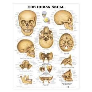 The Human Skull Anatomy Chart  Industrial & Scientific
