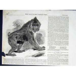  Baboon Mandrill Regents Park Zoo London Old Print 1850 