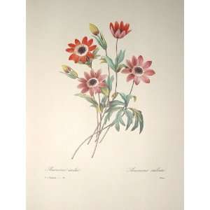  Redoute Botanical Print #6 Garden Anemone 