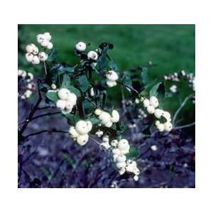  10 Common White Snowberry 18  2 bareroot bush Patio 