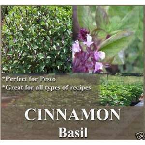  1 oz (23,000+) Basil seeds   CINNAMON BASIL   sweet flavor 