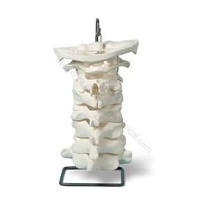  Oversize Cervical Spine Model w/ Spinal Nerves (Made in 