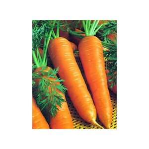  Carrot ~Barlicum 2 Carrot ~ Heirloom~ 800 Seeds Patio 