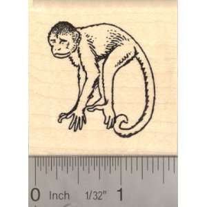  Capuchin Monkey Rubber Stamp Arts, Crafts & Sewing