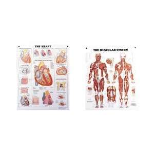   Bachin Anatomical Chart Series   Muscular System 