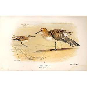  Little Stint Lilfords Birds 1885 97 By A Thorburn