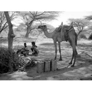  Local Men of Somaliland with Their Camels, 1935 