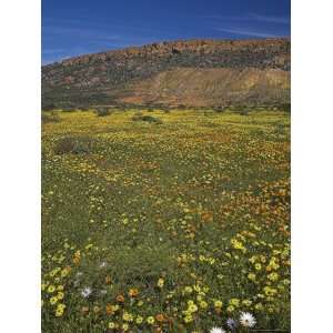 Annual Spring Wildlflower Carpets, Biedouw Valley, Western Cape, South 