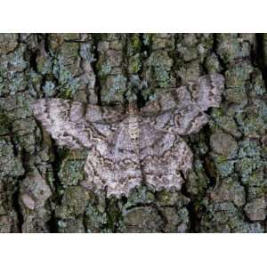  Tulip Tree Beauty Moth on Tree Trunk with its Eyes Looking 