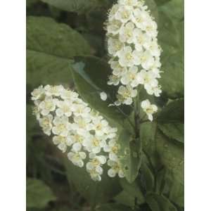  Choke Cherry Flowers, Prunus Virginiana, Eastern North 