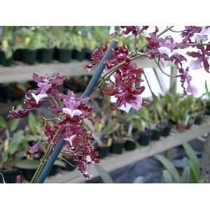   Sharry Baby, the Chocolate Orchid, blooming size Patio, Lawn & Garden