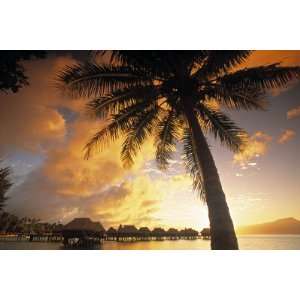  Palm Tree, Sofitel La Ora Resort, Moorea, French Polynesia 