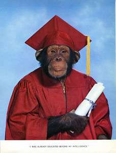VINTAGE PICTURE CHIMP GRADUATION Monkey DIPLOMA SCHOOL  