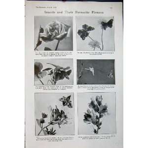    1907 Insects Flowers Rose Butterfly Snapdragon Bee