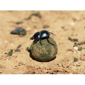 Flightless Dung Beetle Rolling Brood Ball, Addo National Park, South 