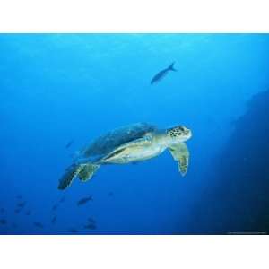  Green Sea Turtle, off Sipadan Island, East Malaysia 