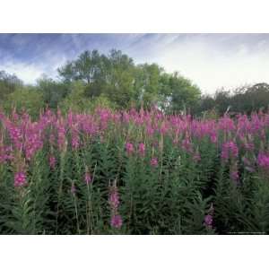  Fireweed at Discovery Park, Seattle, Washington, USA 